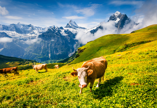 The Secret to Radiant Skin? Why Beef Tallow Is Making a Comeback in Skincare