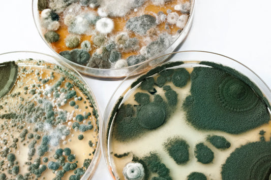 The Power of Black Seed Oil in Mold Detox: Nature’s Defense Against Mycotoxins