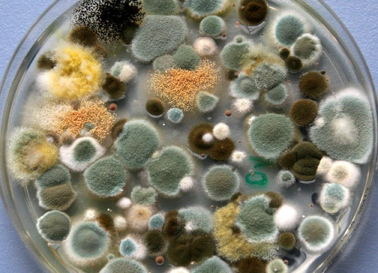 Mold Detox Protocol: A Comprehensive Guide to Healing from Mold Toxicity