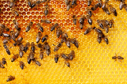 Bee Bread: Nature’s Most Complete Superfood for Gut, Hormones, Immunity & Longevity