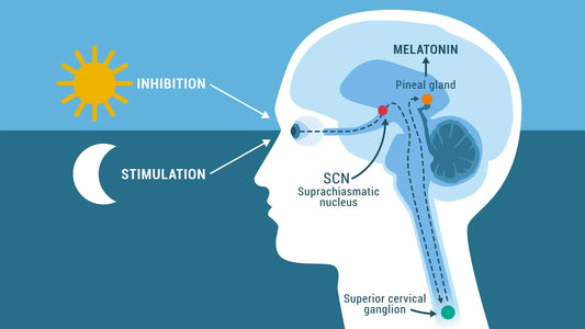 The Pineal Gland and Neurodegeneration: Why Decalcification Could Be the Key to Mental Clarity, Sleep, and Intuition