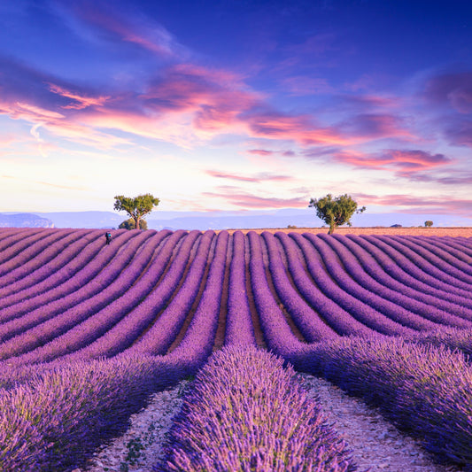 Valensole, Provence: A Hidden Gem of Lavender Fields and Timeless Charm