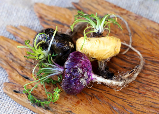 The Mighty Maca Root: Nature’s Endocrine Ally