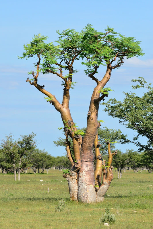 Moringa: The Miracle Tree for Detox, Immunity, and Recovery