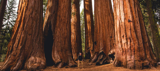Sequoia National Park: Forest Bathing, Ancient Giants & Deep Earth Healing